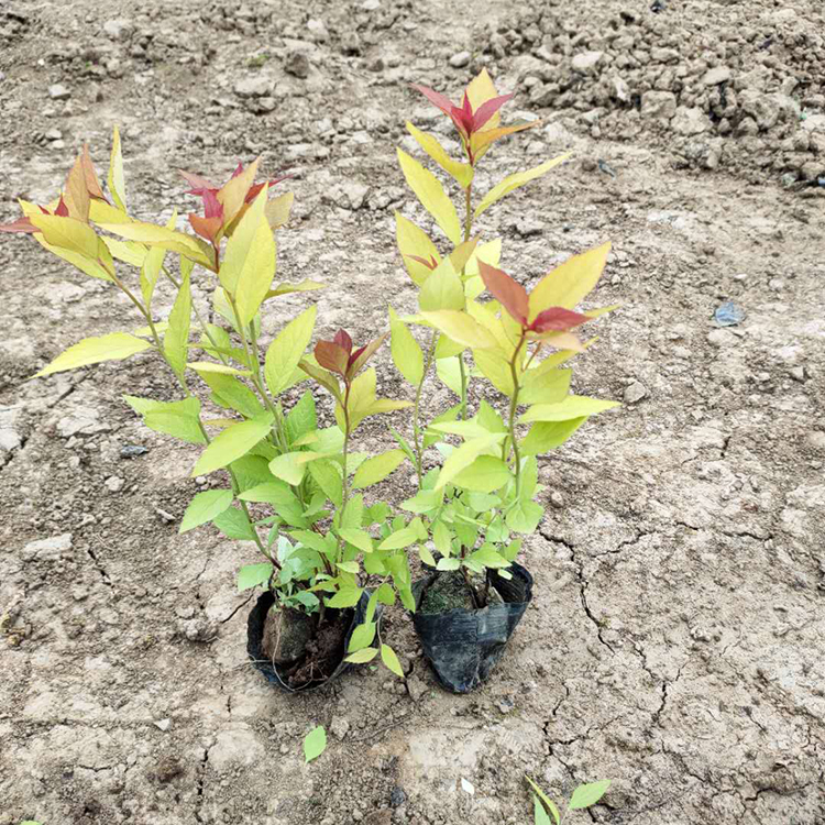 绣线菊 产地供应 青州绣线菊报价
