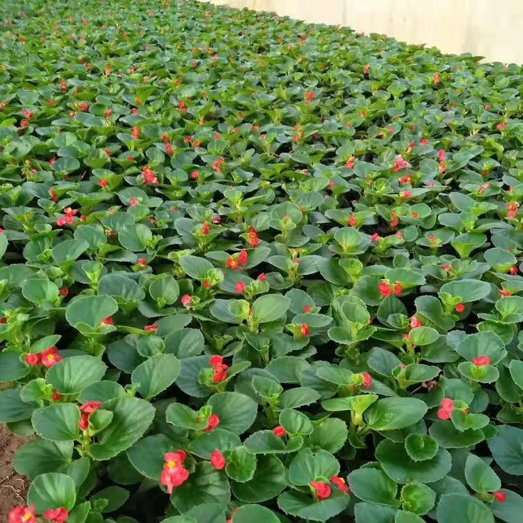 产地供应 四季海棠盆栽 四季海棠种植基地