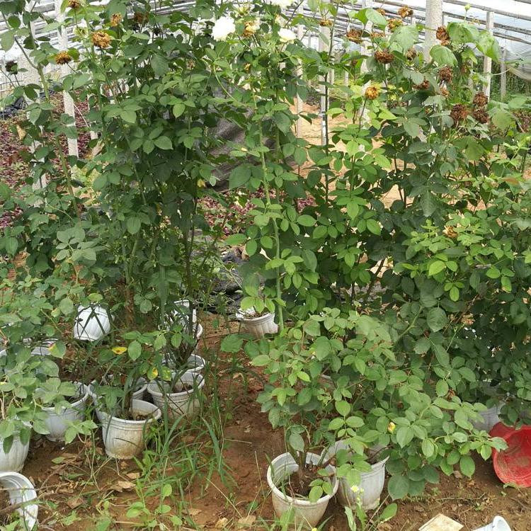 大花蔷薇 长势喜人 山东蔷薇批发