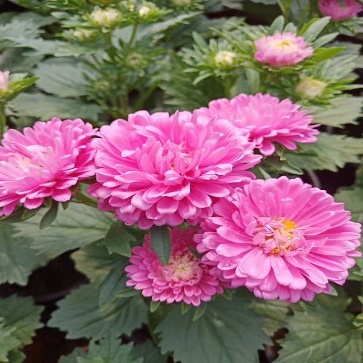 景观绿植翠菊   翠菊价格  时令草花翠菊