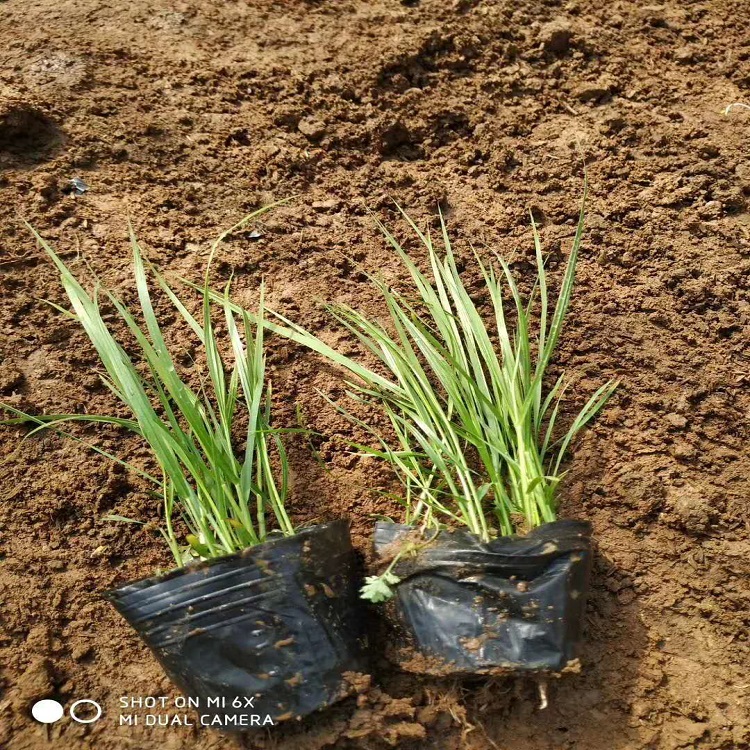 绿化用狼尾草苗  狼尾草种植基地  美化水域