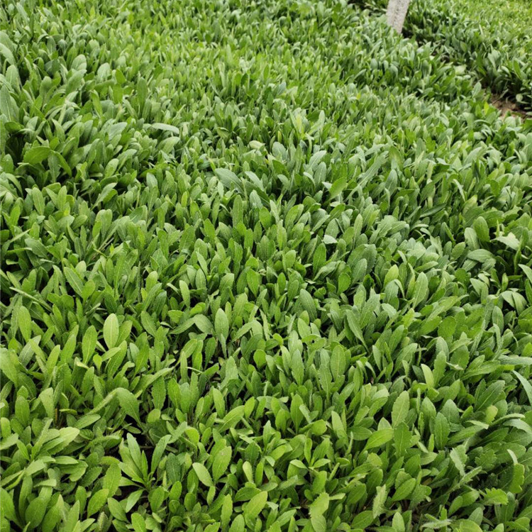 应季苗木 天人菊 天人菊种植基地