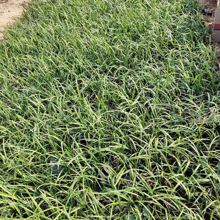 麦冬草报价 麦冬苗 青州草花基地