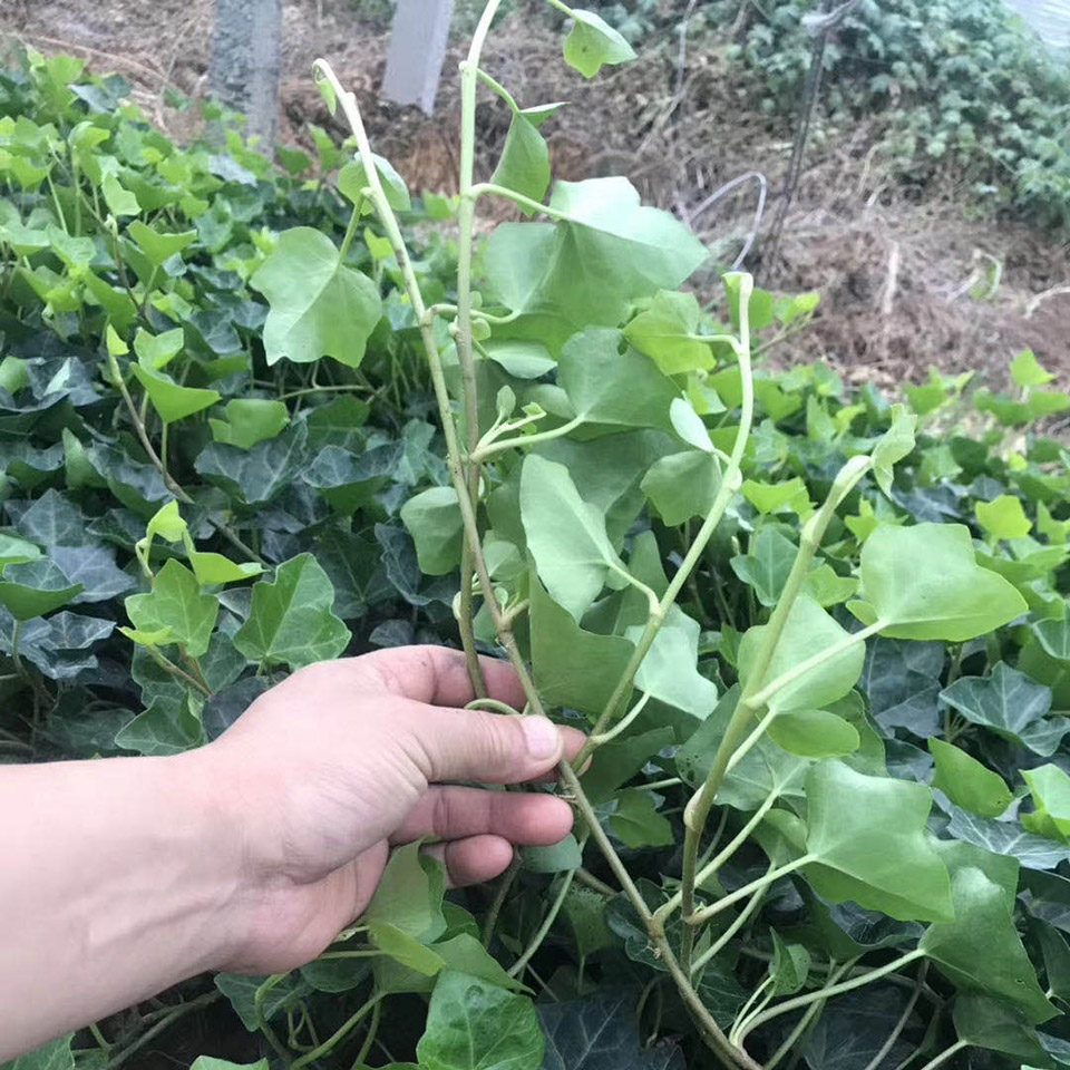 金边常青藤价格  常青藤批发基地  棚架绿化用常青藤