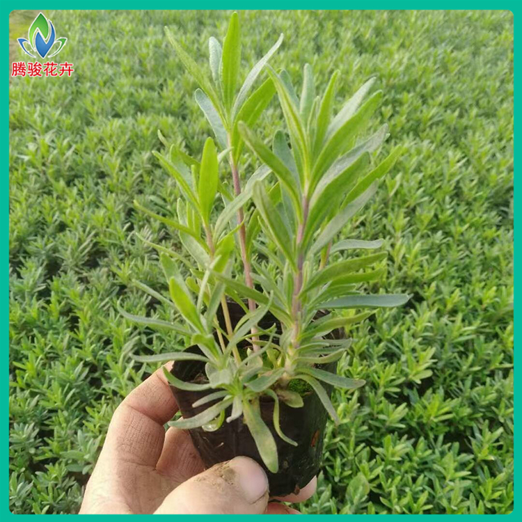 花海薰衣草小苗供应 薰衣草大量出售
