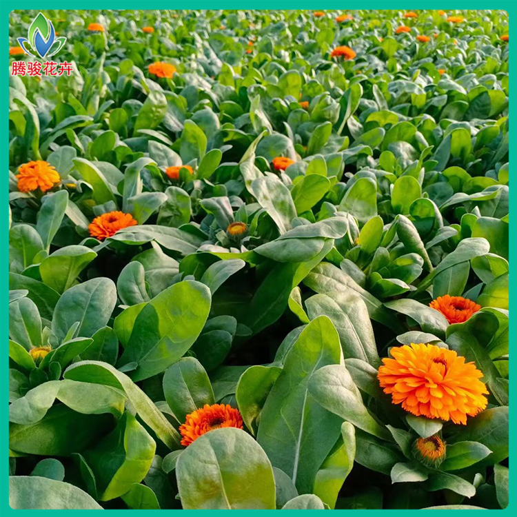 绿化用金盏菊 金盏菊供货商 发货快捷 山东宿根草花