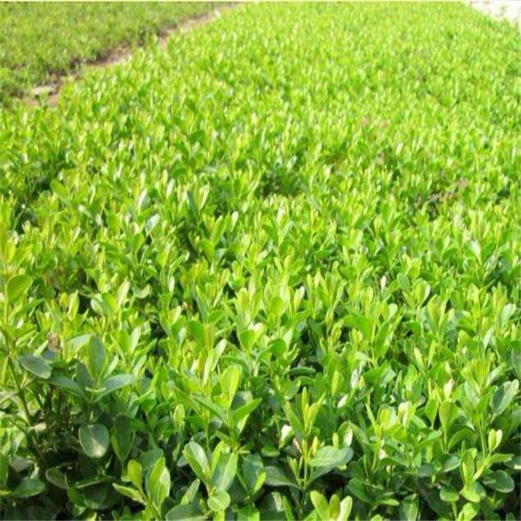 小叶黄杨小苗 德聚仁和大量供应 小叶黄杨枝叶茂密
