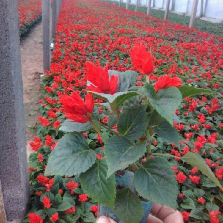 一串红基地 一串红小苗批发商 大量种植培育一串红