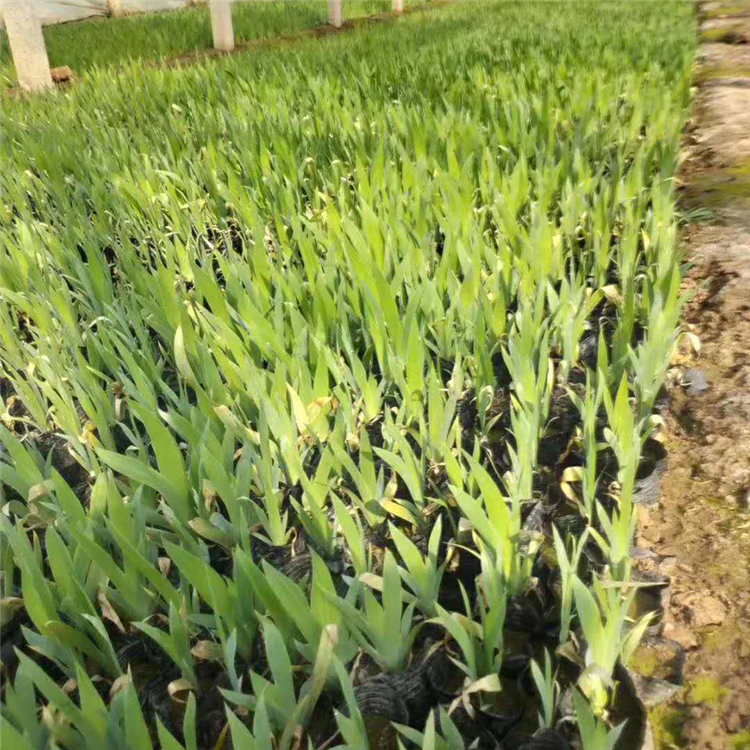 基地出售水生鸢尾 水生鸢尾报价 水生鸢尾苗