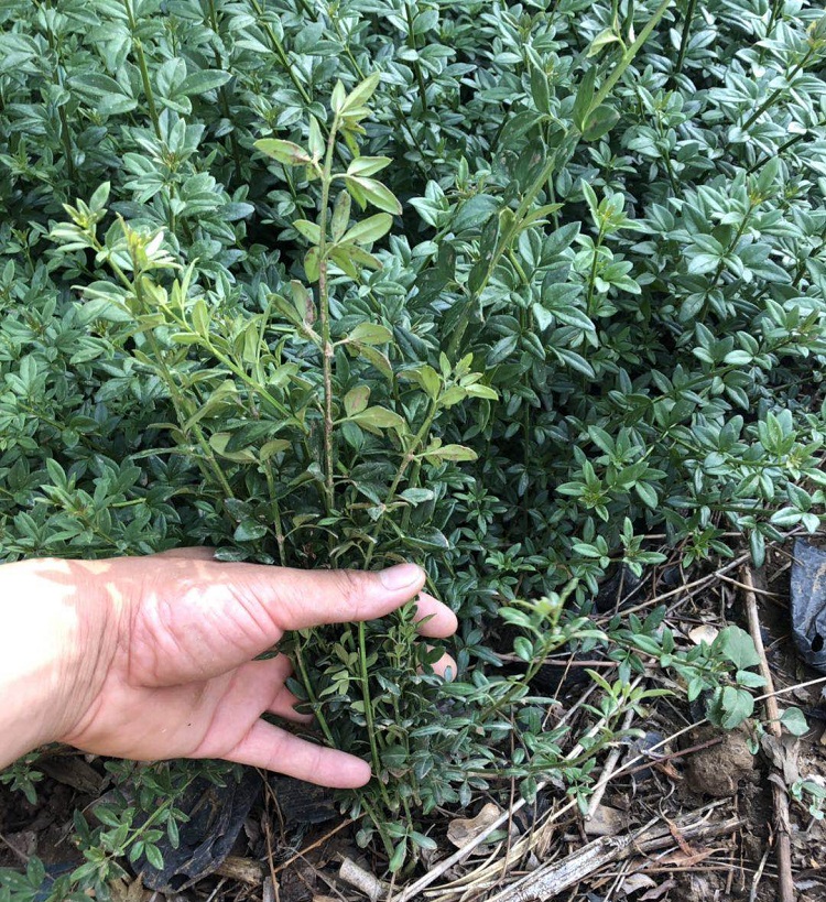 迎春绿化苗批发 迎春批发商 陕西迎春批售