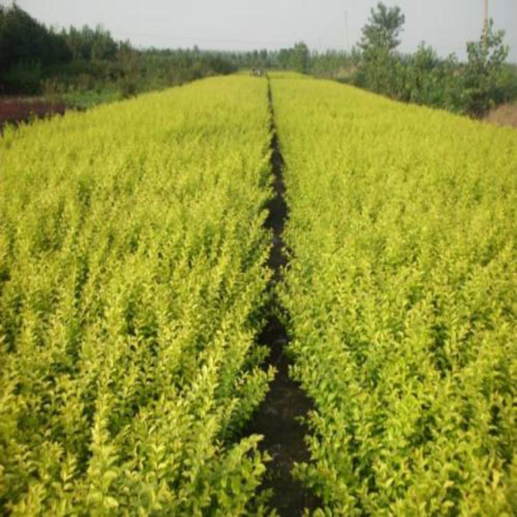 金叶女贞培育基地 金叶女贞种植基地 基地直供