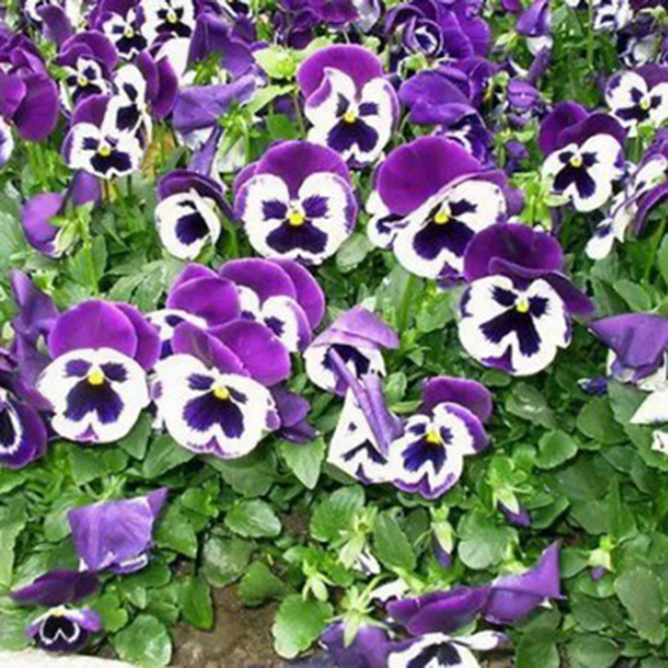 德聚仁和三色堇花苗 三色堇花苗批发基地 量大价优