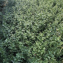 迎春小苗 迎春种植基地 迎春小苗供应