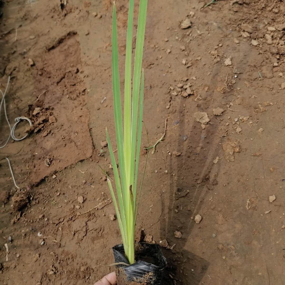 河道绿化鸢尾苗  水生鸢尾批发   根茎粗壮