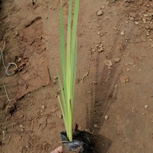 河道绿化鸢尾苗  水生鸢尾批发   根茎粗壮