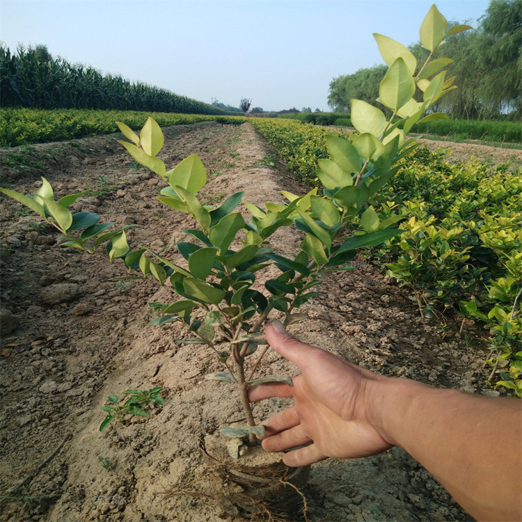 河北金森女贞批售 现货供应金森女贞 棚内种植金森女贞