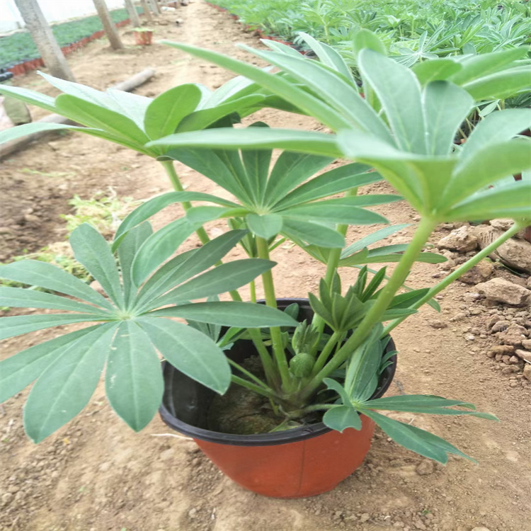 江苏羽扇豆批发 江瑞园艺 进口羽扇豆供应 鲁冰花种子
