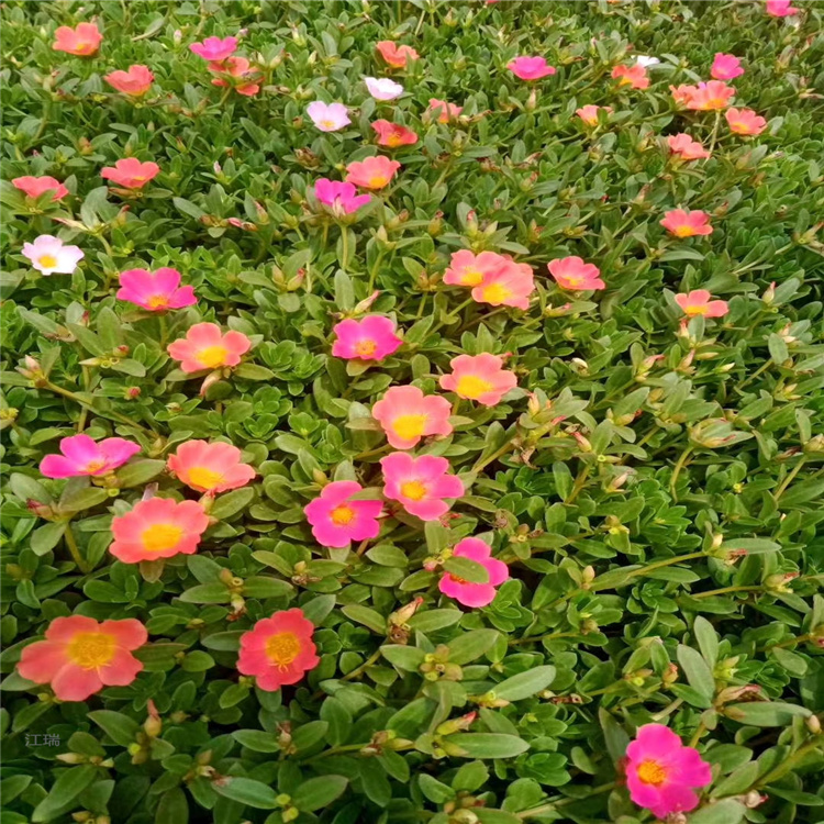 多色半枝莲供应 北京半枝莲出售 重瓣半枝莲种植户