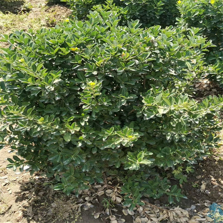 沈阳卫矛球批发 大量供应卫矛球 价格低 质量优