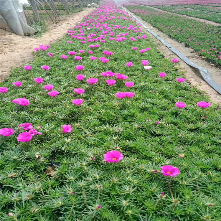 辽宁半枝莲批发 太阳花种植基地 庭院种植半枝莲现货供应