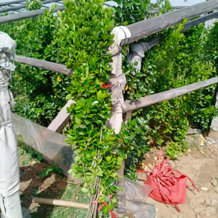 市政绿化用北海道 北海道黄杨种植基地 北海道黄杨大量种植批发