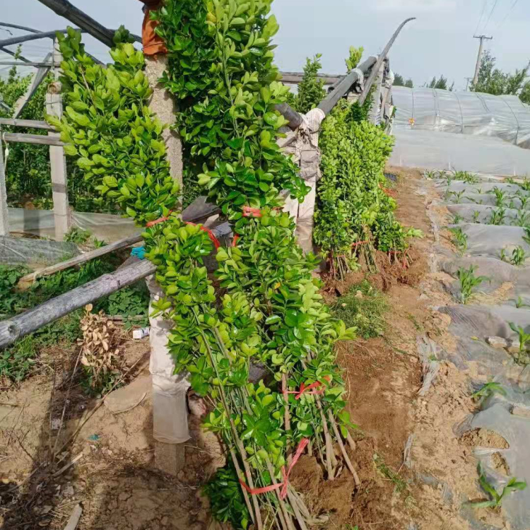 北海道小苗 北海道报价 青州凯洋
