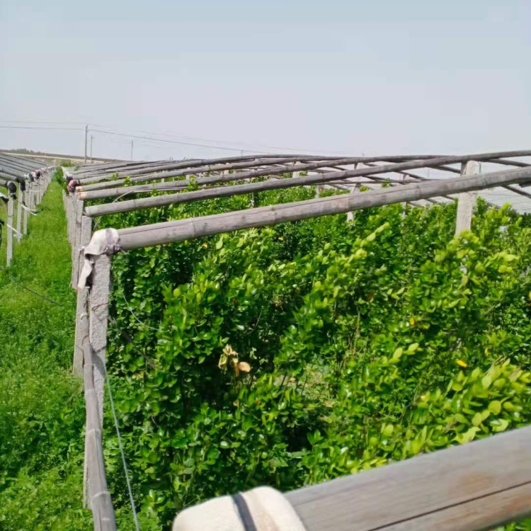 市政绿化用北海道 北海道批发报价 基地直供北海道黄杨