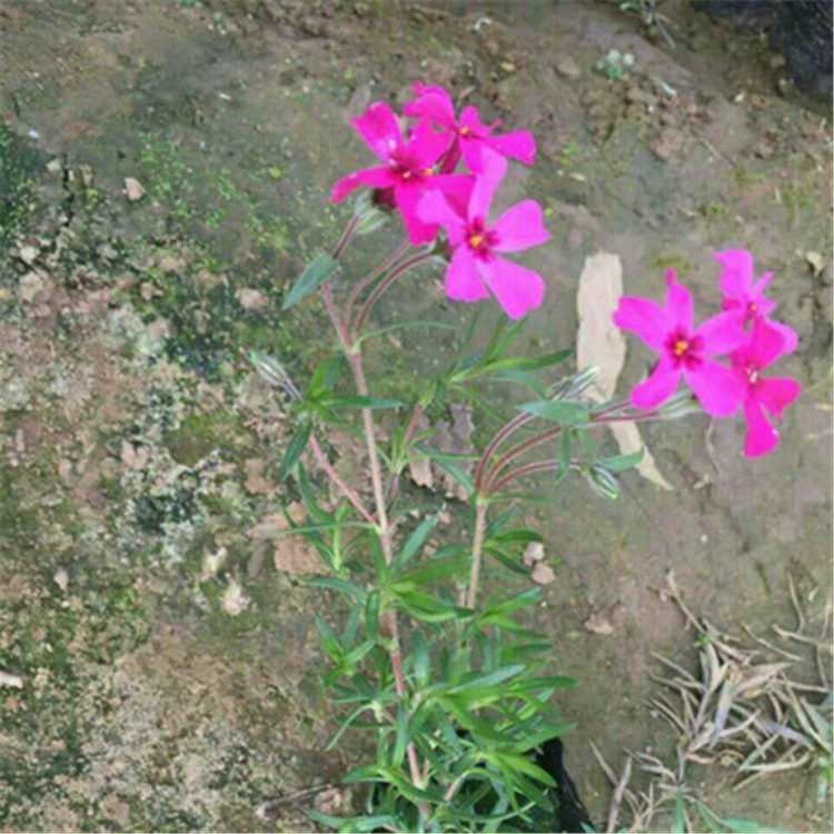 丛生福禄考 芝樱销售 开花草花 花卉基地供应
