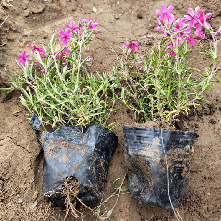 芝樱小苗 芝樱种植基地 青州草花 基地直售