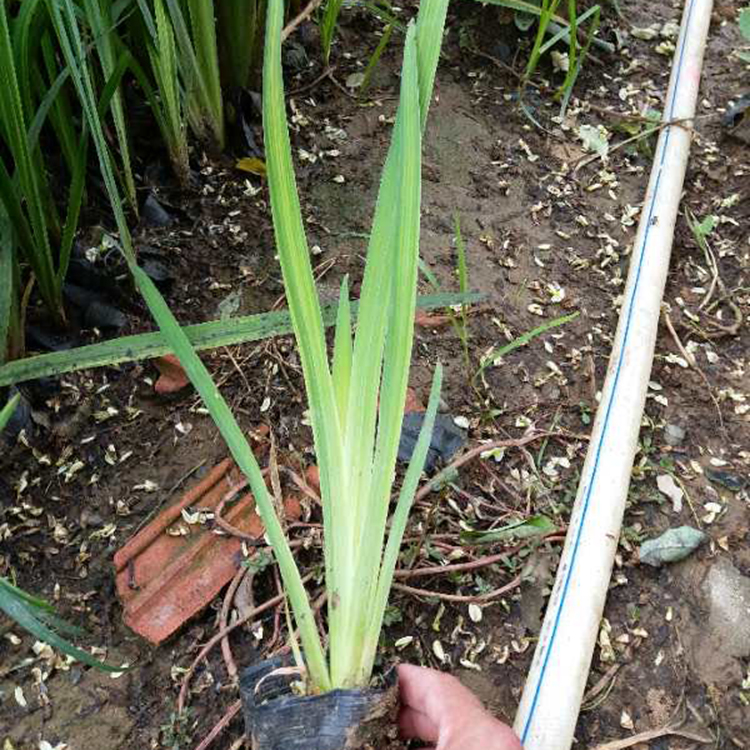 黄菖蒲销售 山东黄菖蒲苗 基地种植