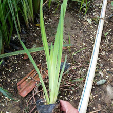 黄菖蒲销售 山东黄菖蒲苗 基地种植