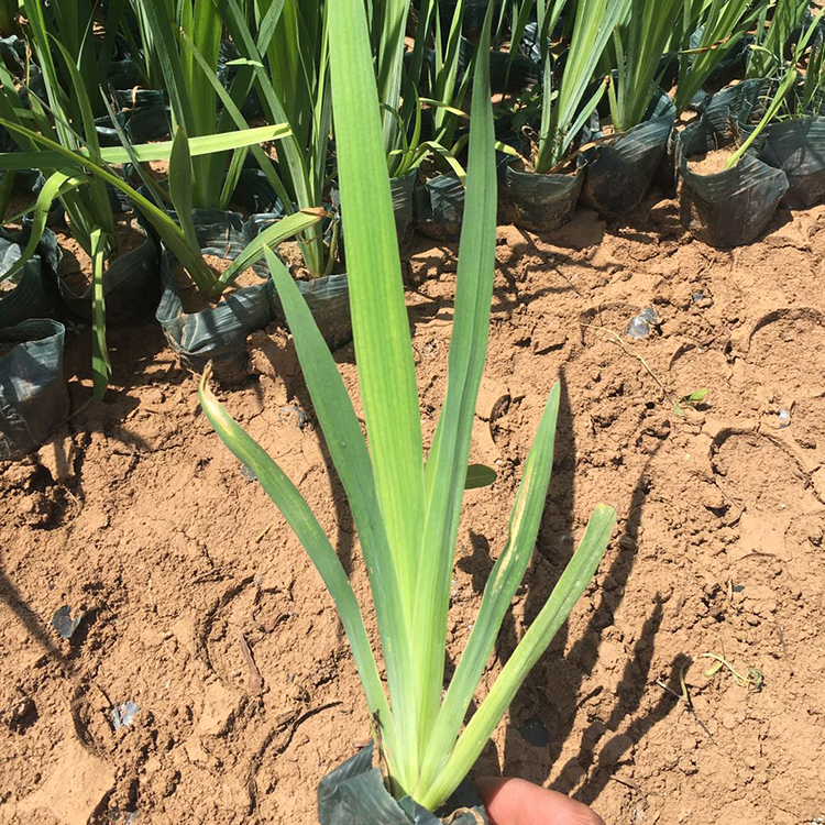 基地种植 黄菖蒲苗 青州黄菖蒲报价