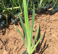 基地种植 黄菖蒲苗 青州黄菖蒲报价