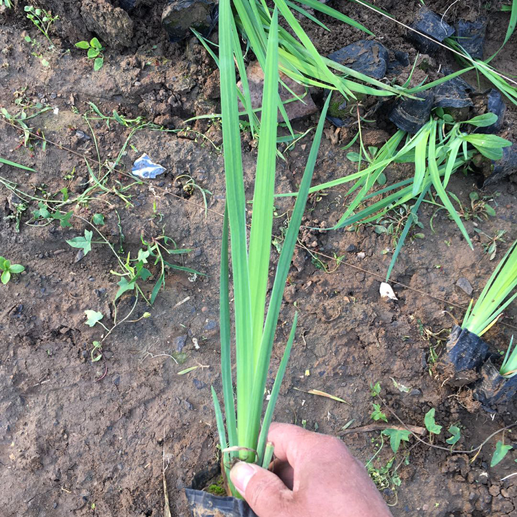 黄菖蒲供货商 青州黄花鸢尾 涵香花卉