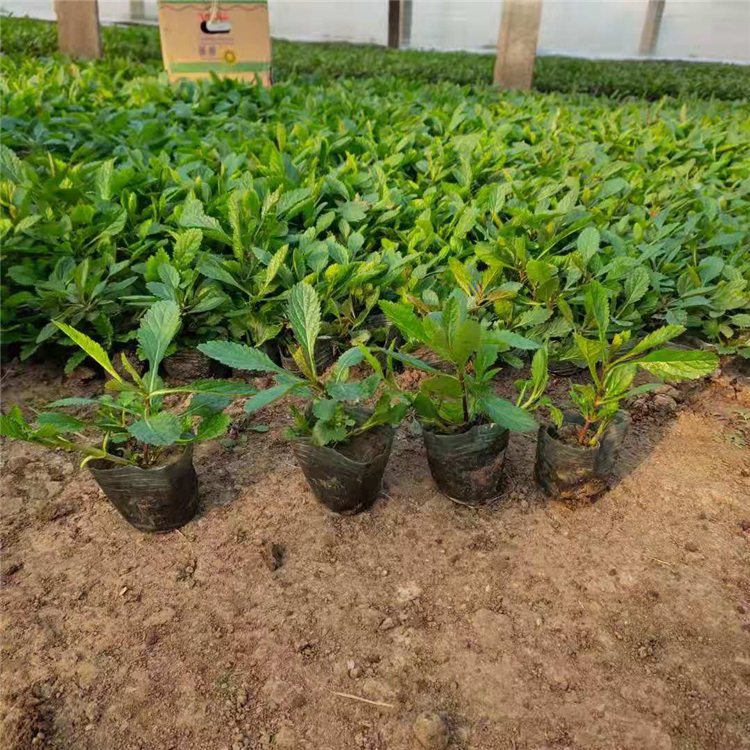 马鞭草 马鞭草供应商 自产自销 宿根草花价格