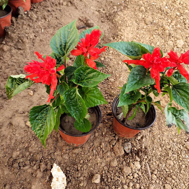 开春好苗子一串红小苗 青州一串红小苗 一串红种植基地