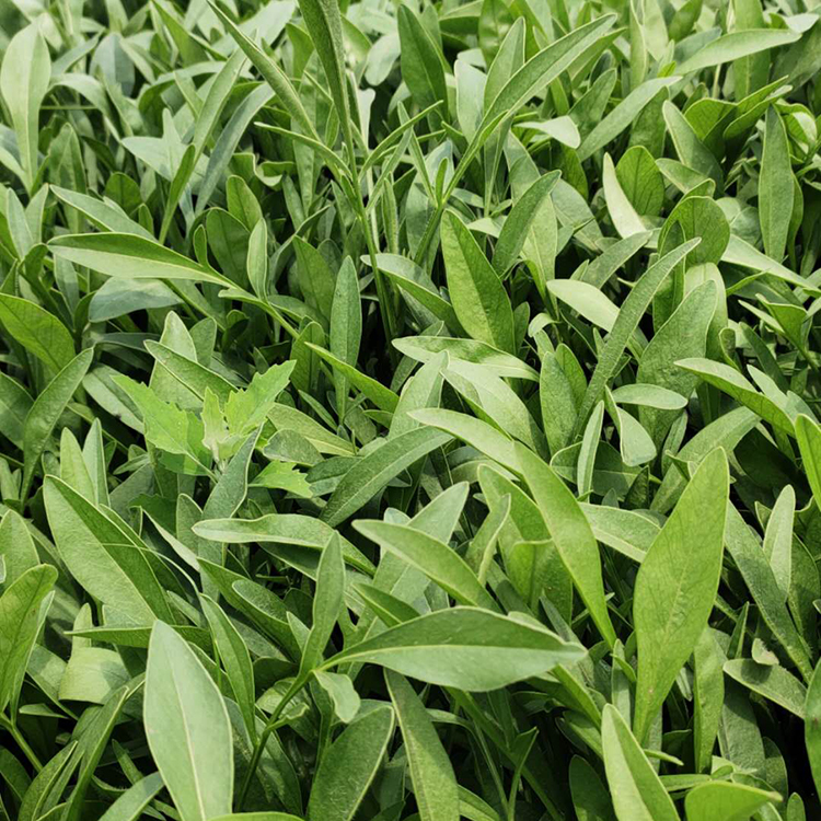 青州金鸡菊苗供货商 苗圃供应 金鸡菊苗