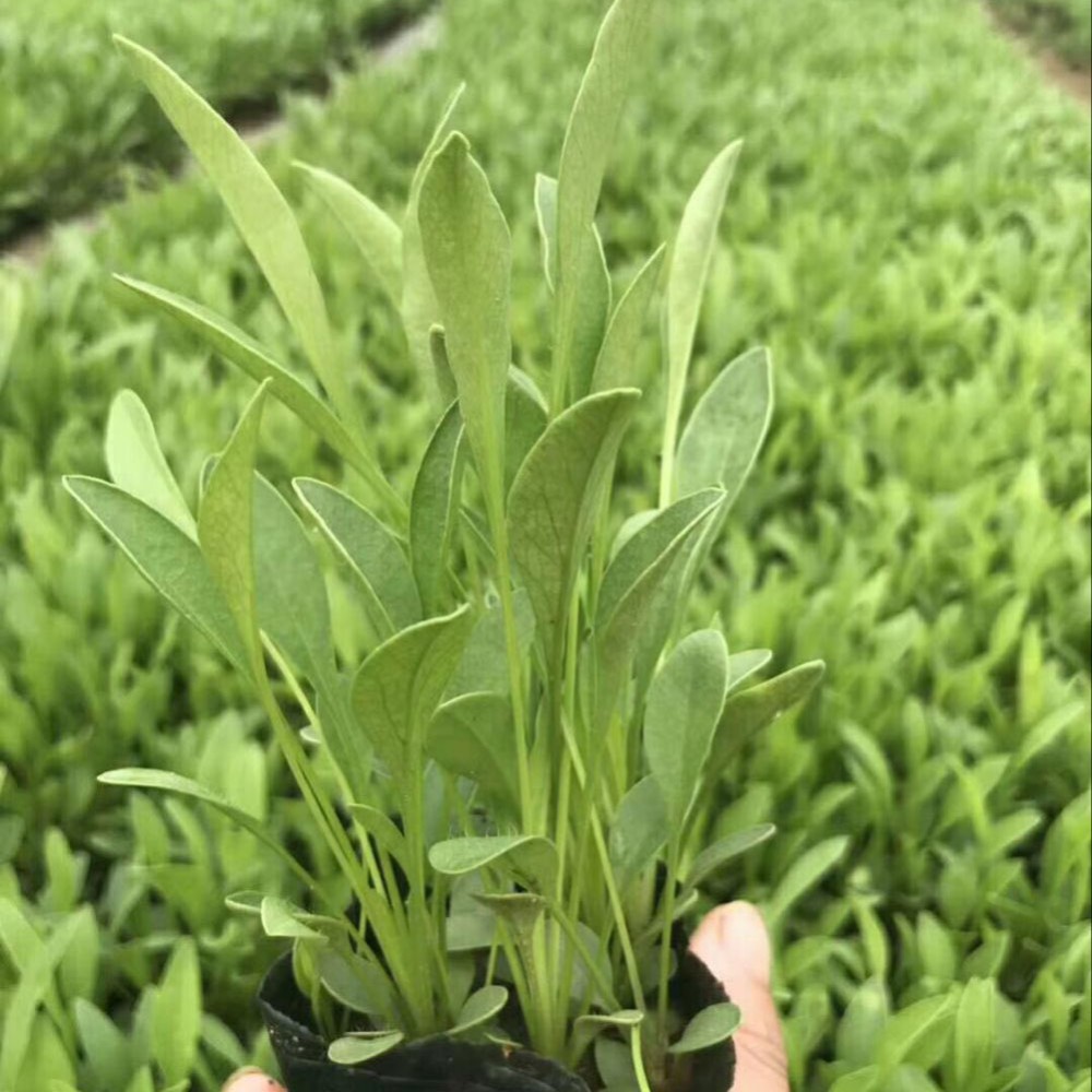 金鸡菊批发基地 森瑜种植金鸡菊 观赏价值高