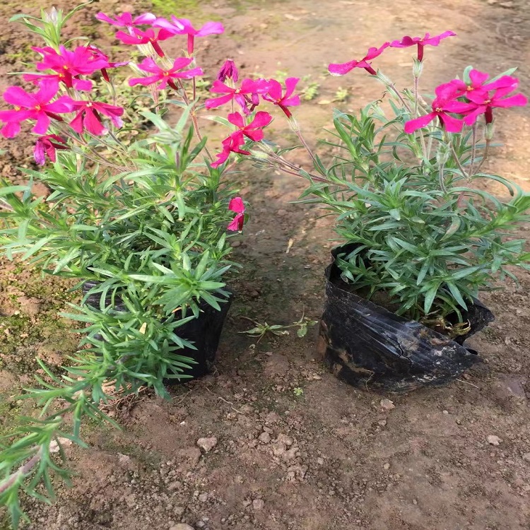 芝樱种植基地 花海用苗 山东丛生福禄考杯苗