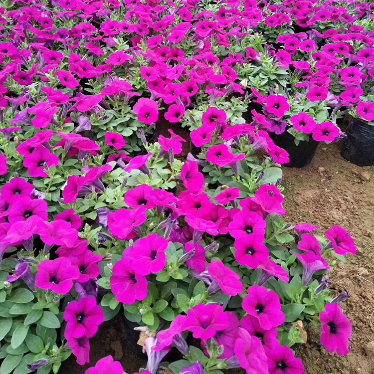 垂吊牵牛租摆 庭院花卉 青州垂吊牵牛