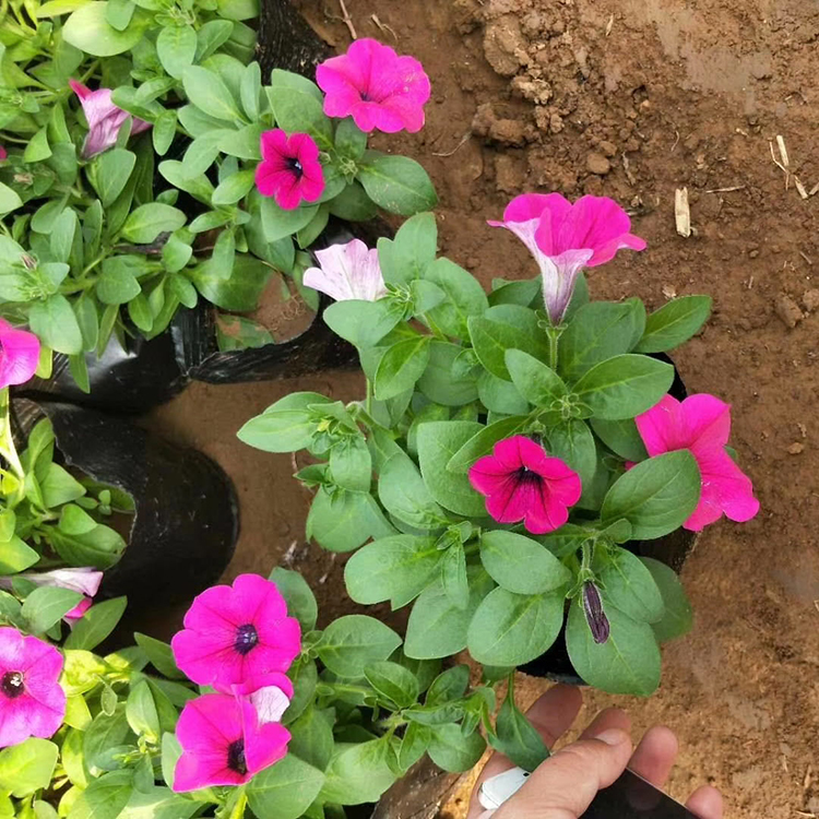 垂吊牵牛种植基地 多种花色可选 山东垂吊牵牛