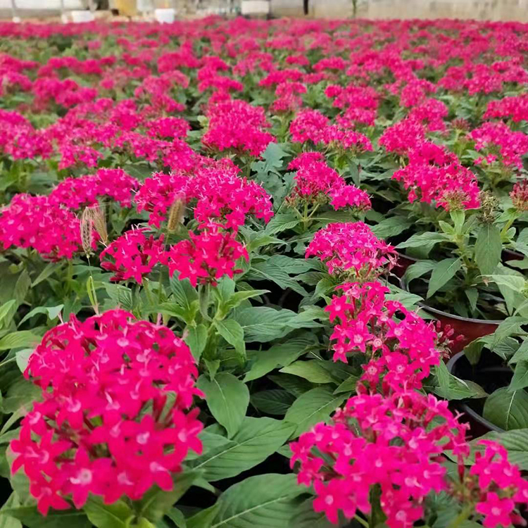 五星花 繁星花种植基地 欢迎选购