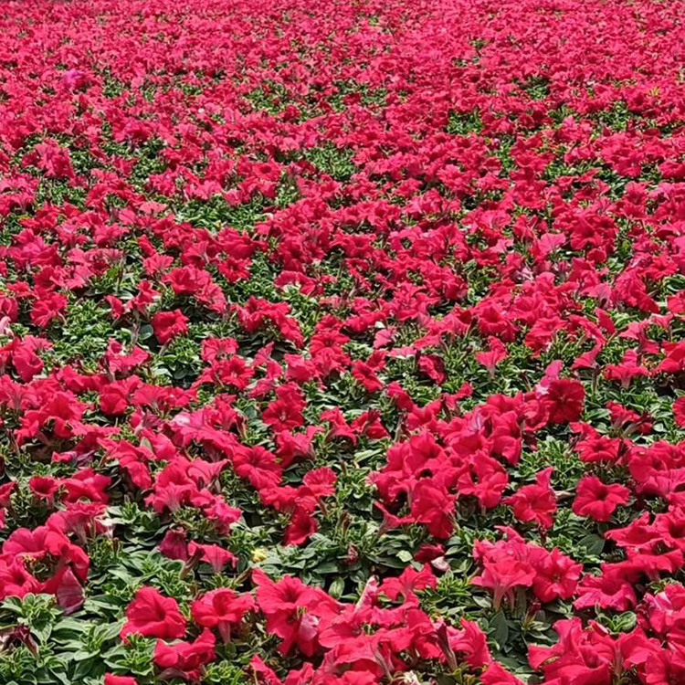 矮牵牛 矮牵牛花海 矮牵牛培育 绿化工程用苗