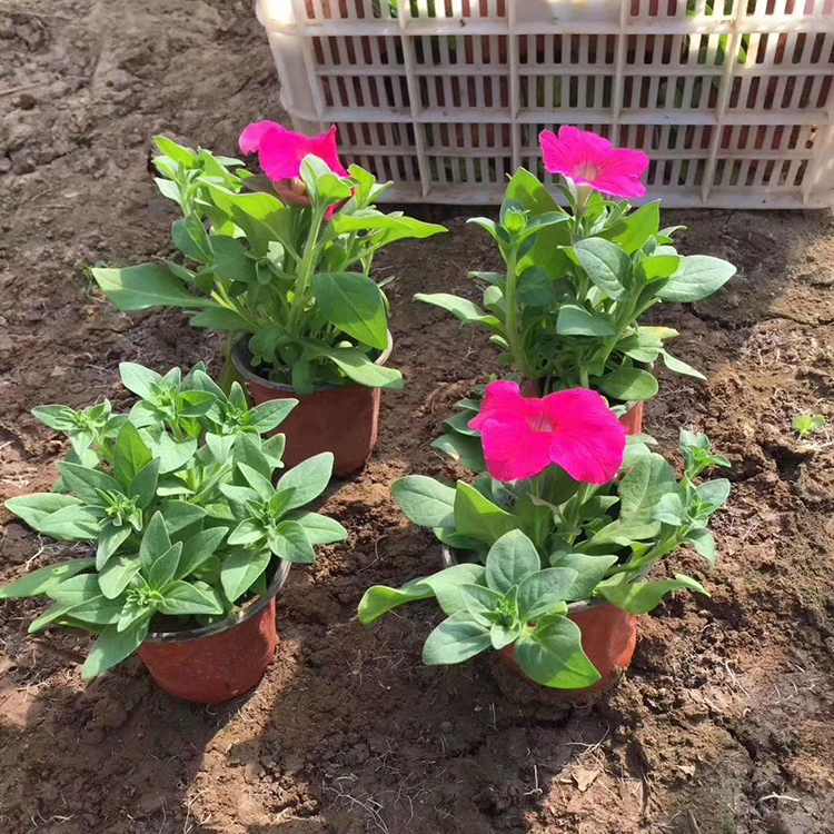 矮牵牛 大量批发 矮牵牛供货商 一二年宿根花卉