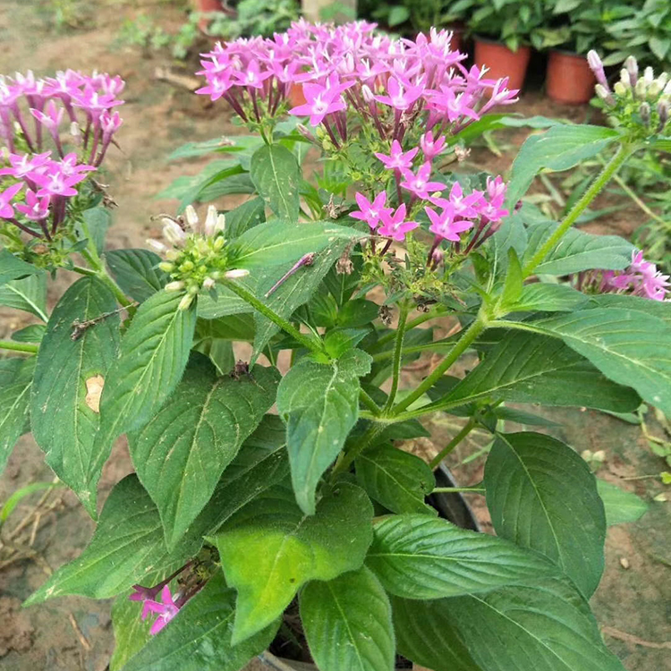 五星花 繁星花种植基地 基地种植