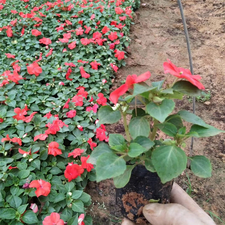 非洲凤仙行情 山东非洲凤仙 价格从优