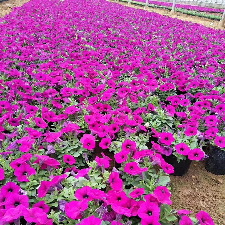 垂吊牵牛 青州垂吊牵牛种植基地