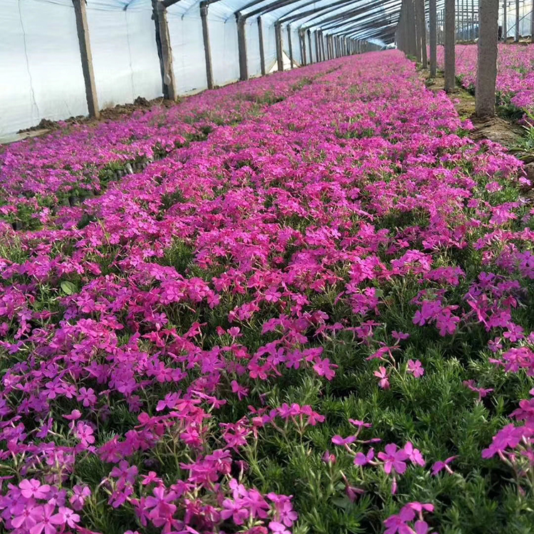 芝樱小苗 产地供应 青州丛生福禄考行情