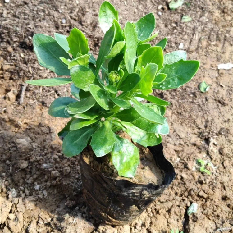 南非万寿菊批发 山东万寿菊 订购报价