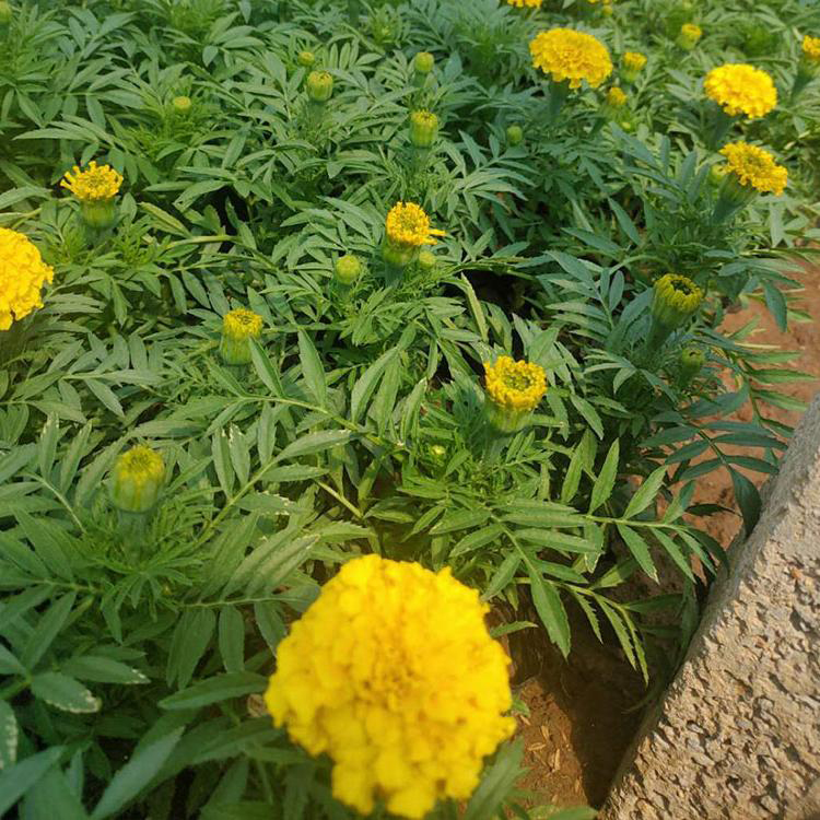 立即询价 联系企业 供应观赏南非万寿菊草花供应南非万寿菊夏杰花卉货到付款 1 0 95 0 9 100株起订 300株起订 500株起订 品牌 夏杰花卉 供货总量 株 发货期限 付款成功后3天内安排发货 产品信息 产品特征 时令草花名称 南非万寿菊 Space 立即询价 联系企业 供应观赏南非万寿菊草花供应南非万寿菊夏杰花卉货到付款 1 0 95 0 9 100株起订 300株起订 500株起订 品牌 夏杰花卉 供货总量 株 发货期限 付款成功后3天内安排发货 产品信息 产品特征 时令草花名称 南非万寿菊 Space